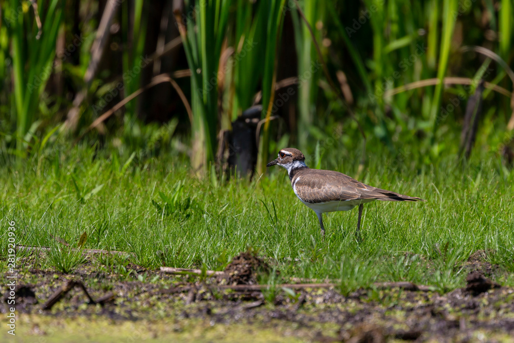 The killdeer (Charadrius vociferus) looking for food in a swamp. The killdeer (Charadrius vociferus) looking for food in a swamp.
