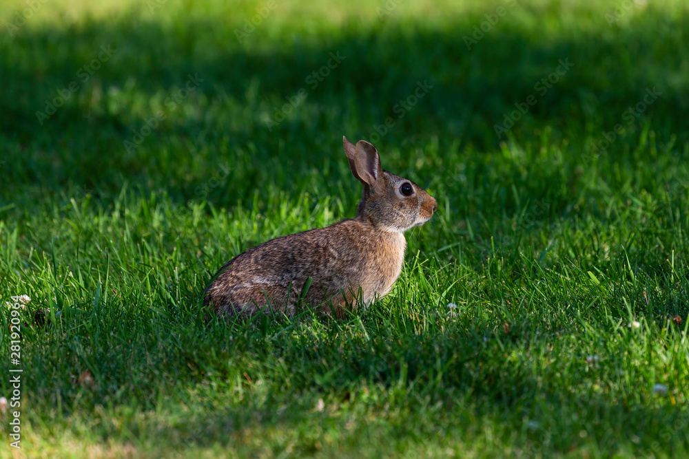 Fototapeta premium The eastern cottontail (Sylvilagus floridanus).This wild rabbit It is the most common rabbit species in North America.