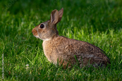 The eastern cottontail (Sylvilagus floridanus).This wild rabbit It is the most common rabbit species in North America.