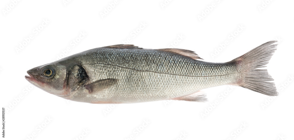 sea bass fish isolated on white background sea bass fish isolated on white background