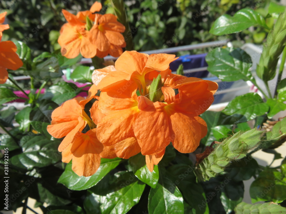 Crossandra pianta da giardino Crossandra pianta da giardino