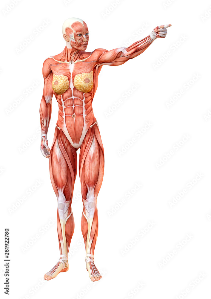 3D Rendering Female Anatomy Figure on White