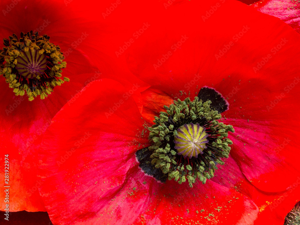 Beautiful red poppy flowers close up Beautiful red poppy flowers close up