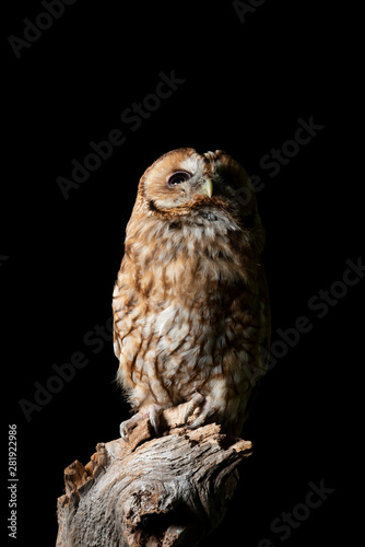Stunning portrait of Tawny Owl Strix Aluco isolated on black in studio setting with dramatic lighting