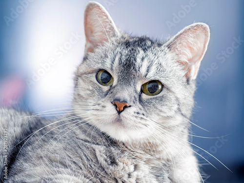 Gray striped cat with green eyes on a blue background. Veterinary and pet food