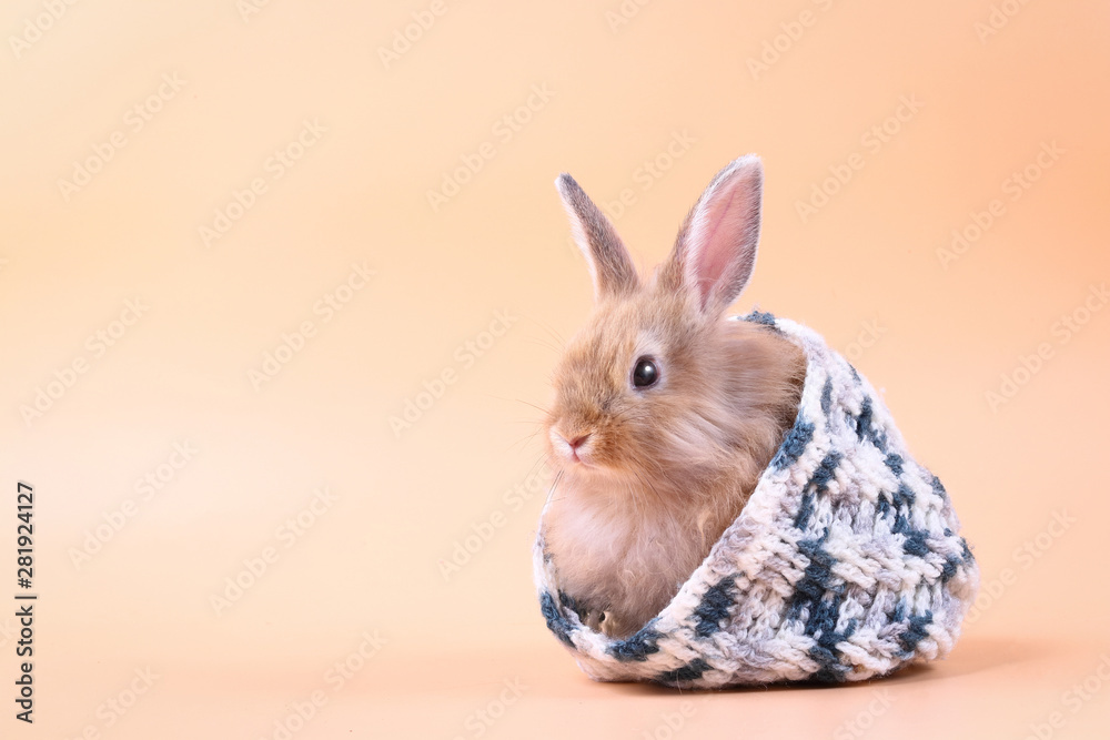 The cute little rabbit is hiding in a white-gray knitted hat, orange backdrop. The cute little rabbit is hiding in a white-gray knitted hat, orange backdrop.