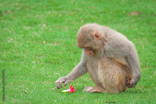 Macaque monkey on a green lawn found a flower and is going to pick it up. © Amateur007