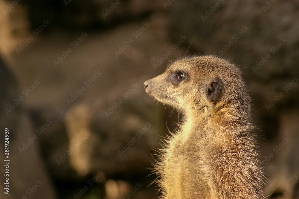 Fototapeta premium animais