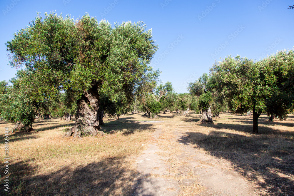 Fototapeta premium Olive trees in the Salento countryside with branches infected with xylella