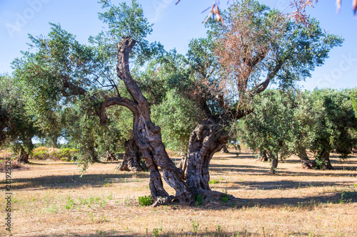 Olive trees in the Salento countryside with branches infected with xylella photo