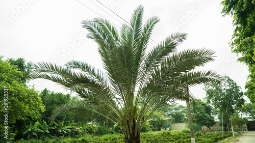 Date Palms tree in india