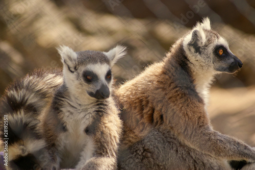 Lémures © WildGlass Photograph