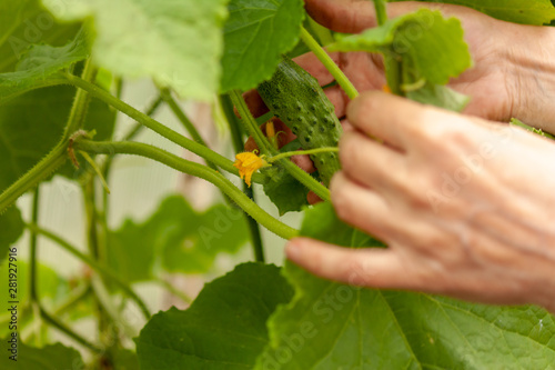 A woman harvests ripe and tasty cucumbers in her garden. Looking for hands in the leaves of ripe cucumbers.