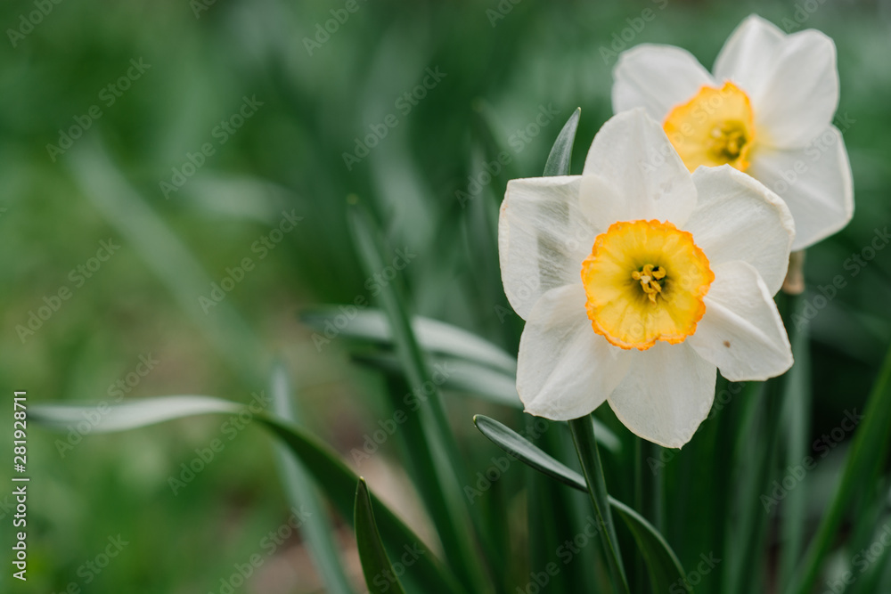 Narcissus flower. Narcissus daffodil flowers and green leaves background nice butterfly Narcissus flower. Narcissus daffodil flowers and green leaves background nice butterfly