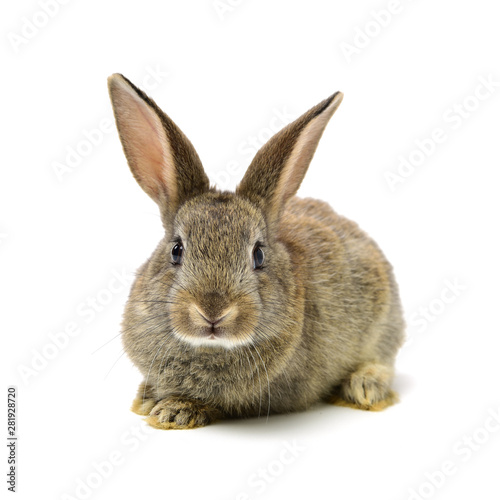Fotobehang rabbit on a white background