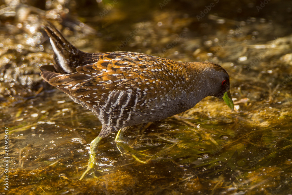 Australia, Australian Crake (Porzana fluminea), Melbourne