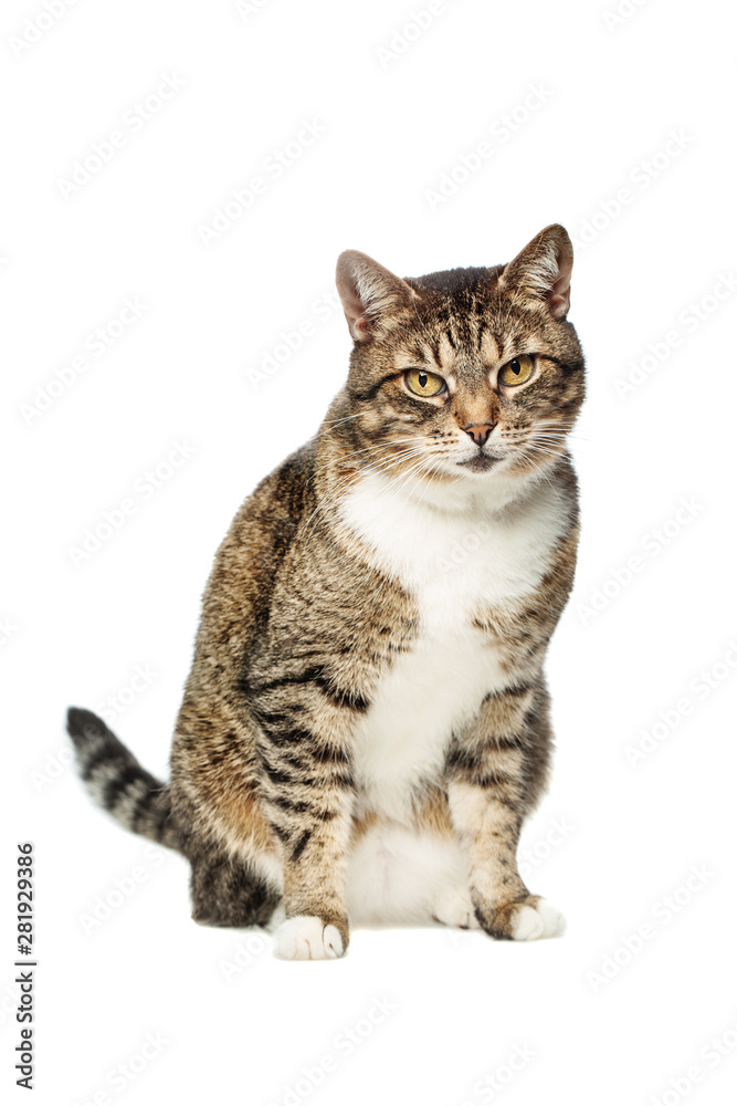 Pet Tabby Cat looking in camera on white background