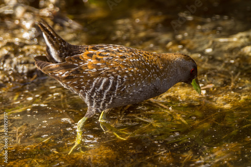 Australia, Australian Crake (Porzana fluminea), Melbourne