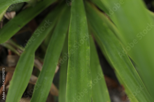 green leaf with water drops