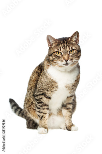 Fototapeta Naklejka Na Ścianę i Meble -  Pet Tabby Cat looking in camera on white background