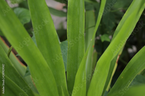 green leaves of plant