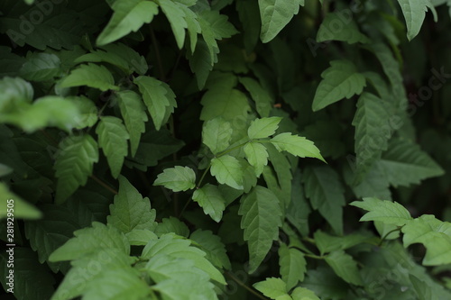 Leaves