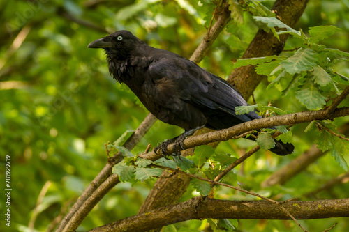 Australia, Australian Raven (Corvus coronoides)