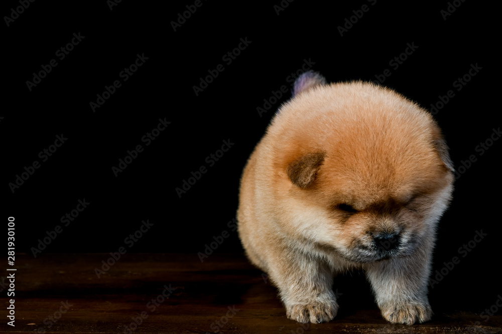 Chow Chow puppies on a wooden table in a black background Chow Chow puppies on a wooden table in a black background