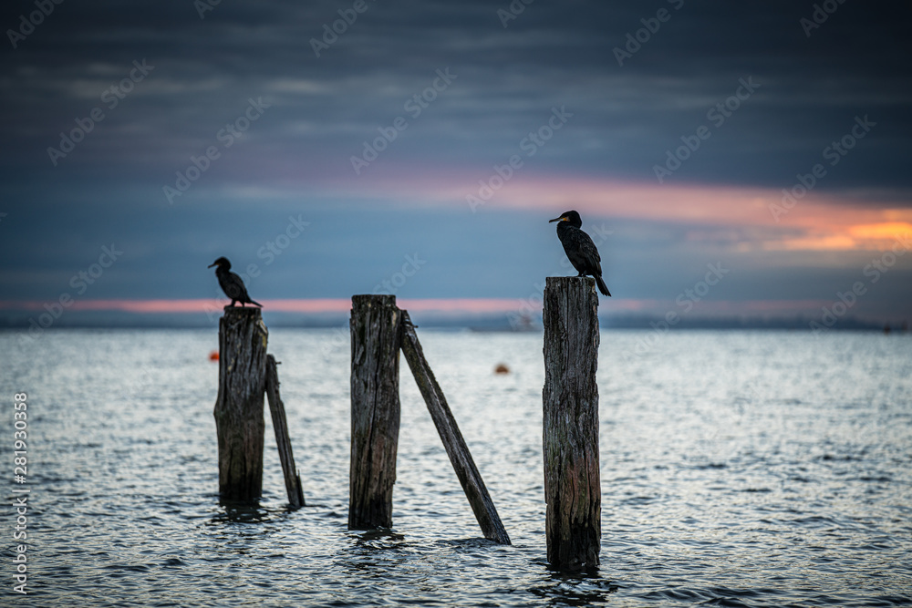 Fototapeta premium Drying off