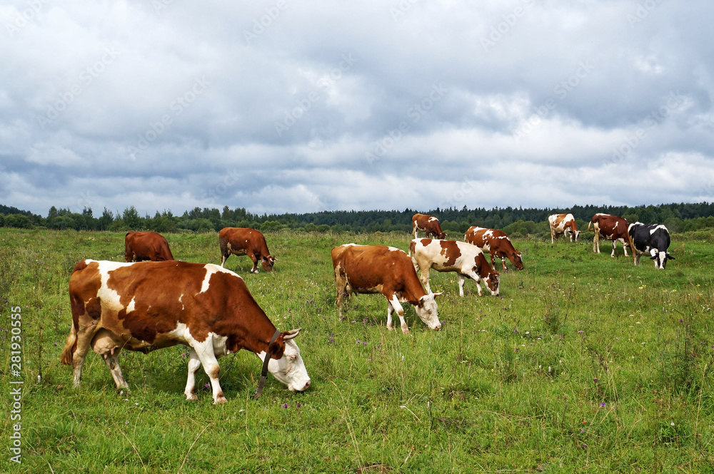 Group of dairy cows grazing on a meadow. Summer day, cloudy sky Group of dairy cows grazing on a meadow. Summer day, cloudy sky