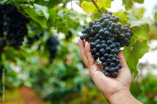 The hands of the gardeners catch the bunch of black grapes to check the quality.
