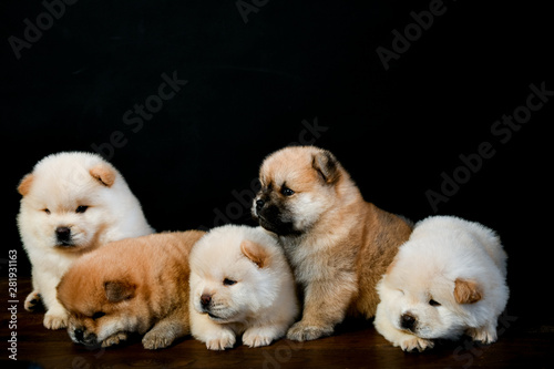 Chow Chow puppies on a wooden table in a black background