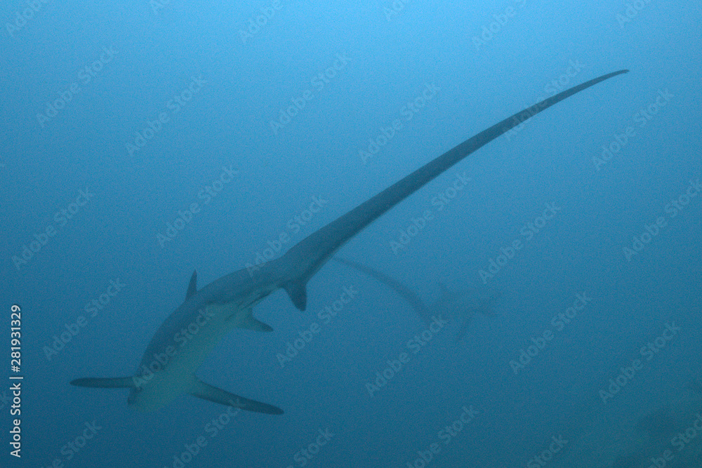 Obraz premium Two Rare Thresher Sharks showing off their long tail fin (caudal fin) in Malapascua, Philippines