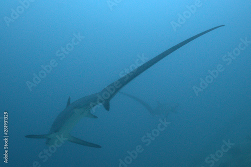 44 Best Thresher Shark Images Stock Photos Vectors Adobe Stock