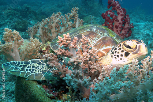 turtle resting on a reef in malapascua Philippines