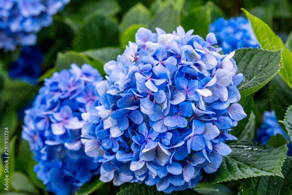 Beautiful blooming hydrangea bush with blue flowers and green leaves with rain drops, growing in a summer garden Beautiful blooming hydrangea bush with blue flowers and green leaves with rain drops, growing in a summer garden