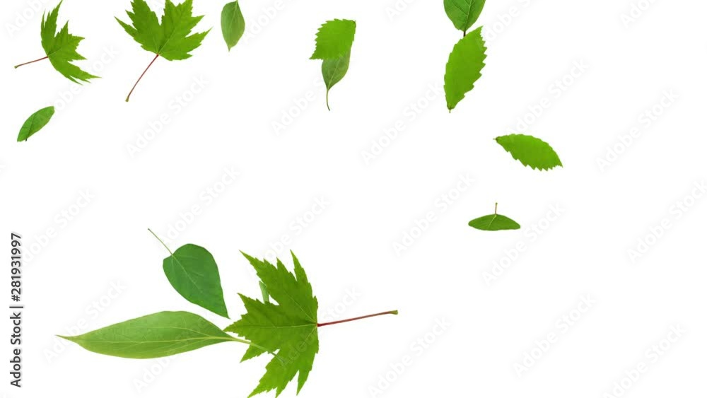 Green leaves dance in wind.