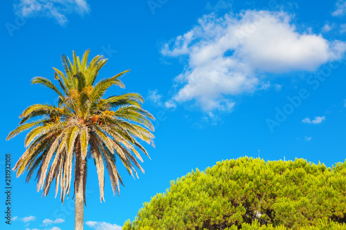 palm tree and exotic nature against blue sky 