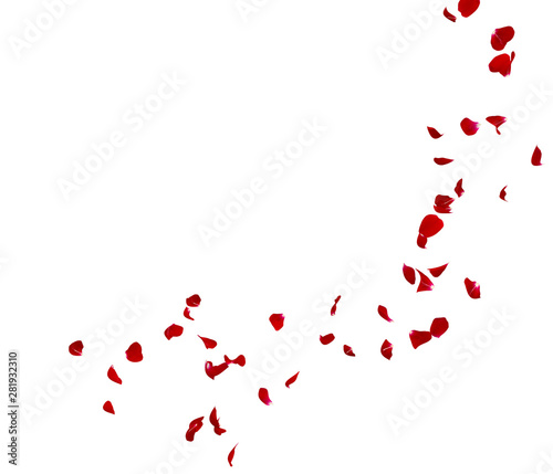 Red rose petals fly in a circle. The center free space for Your photos or text