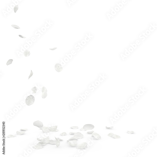 Rose white petals fly and fall to the floor