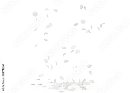 Rose white petals fly and fall to the floor