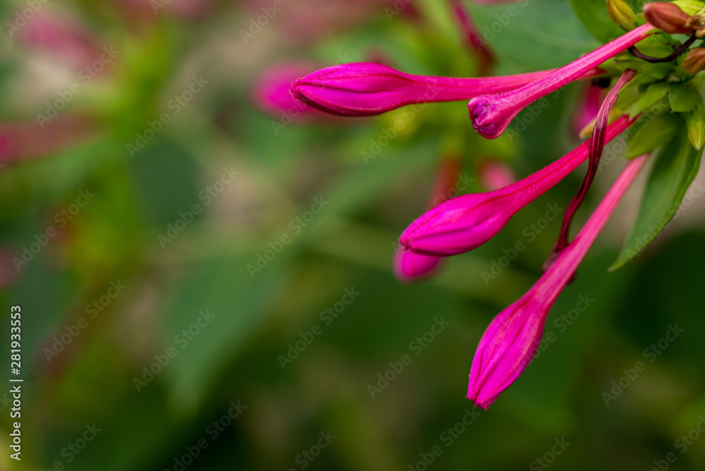 Macro fuchsia flower in garden