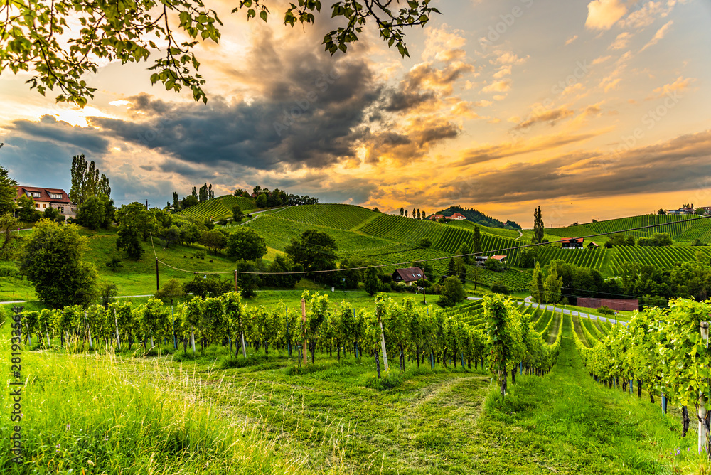 Fototapeta premium Grape hills and mountains view from wine street in Styria, Austria ( Sulztal Weinstrasse ) in summer.
