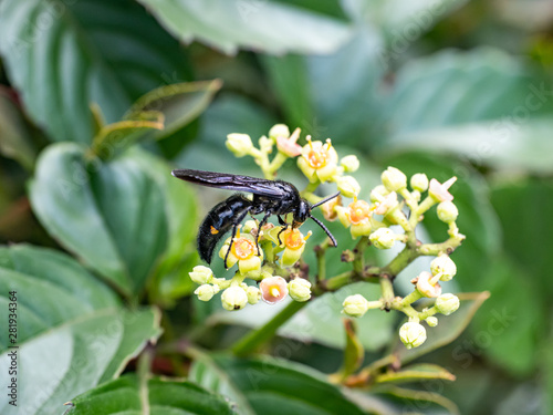 scolia oculata on cayratia japonica flowers 4 photo