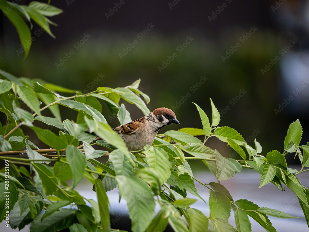 Fototapeta premium Eurasian tree sparrow perched on a branch 2