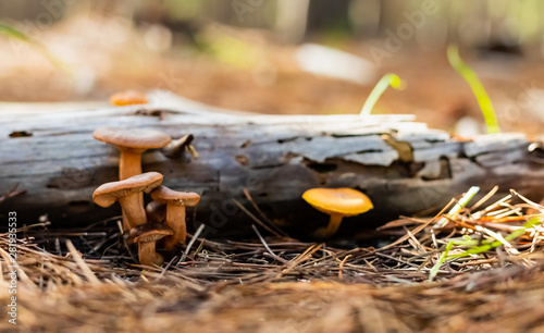 Close-up Mushrooms in a Pine Forest Plantation in Tokai Forest Cape Town photo