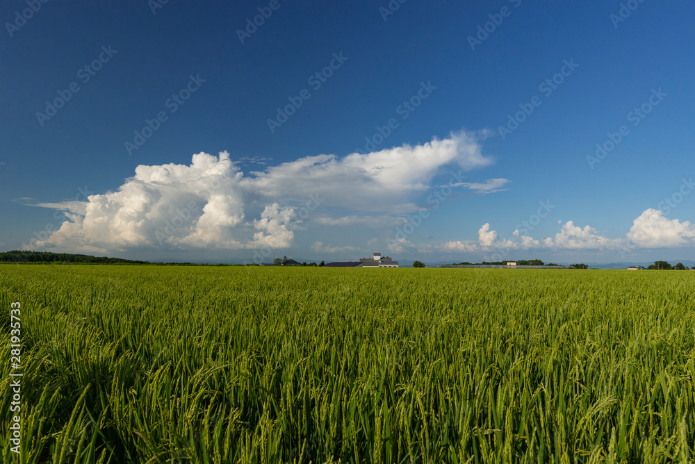 青いイネと夏の空　北海道