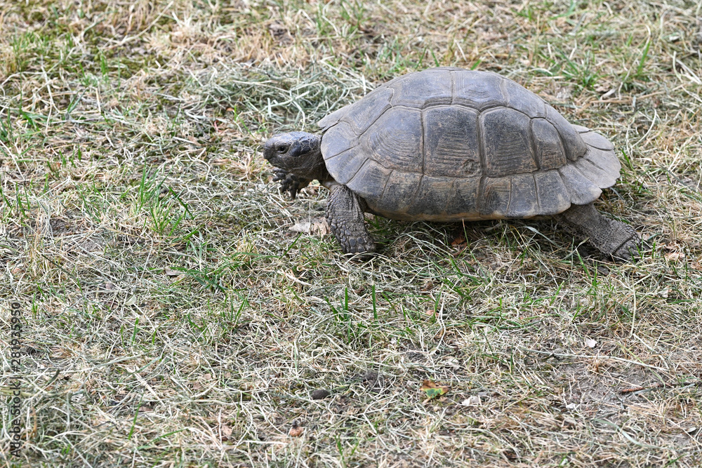 Land tortoise outside in the paddock. Land tortoise outside in the paddock.
