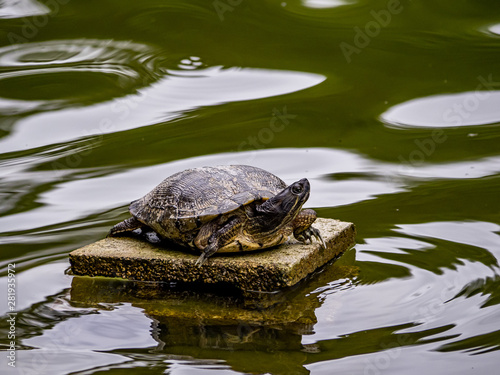 hybrid Japanese pond turtle in a pond 1