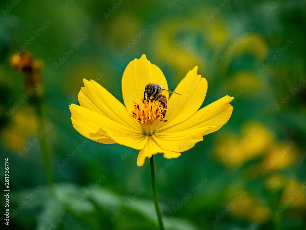 bee on a yellow cosmos flower 1 bee on a yellow cosmos flower 1